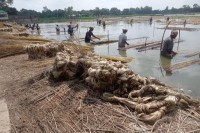 নাটোরে-পাট-গাছ-ভেজানো,-আঁশ-ছড়ানো,--শুকানো,-কাঠি-সং