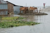 সিরাজগঞ্জে-প্লাবিত-৬-হাজার-হেক্টর-কৃষি-জমি