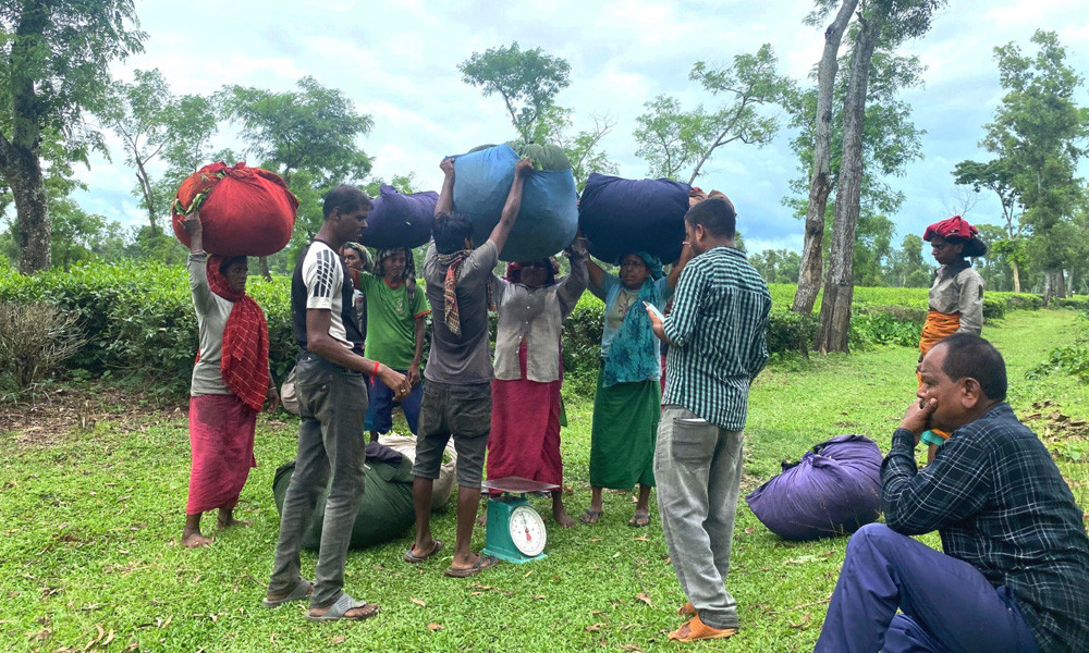 বাগান থেকে নিজেদের সংগ্রহ করা চা পাতা নিয়ে যাচ্ছেন শ্রমিকরা