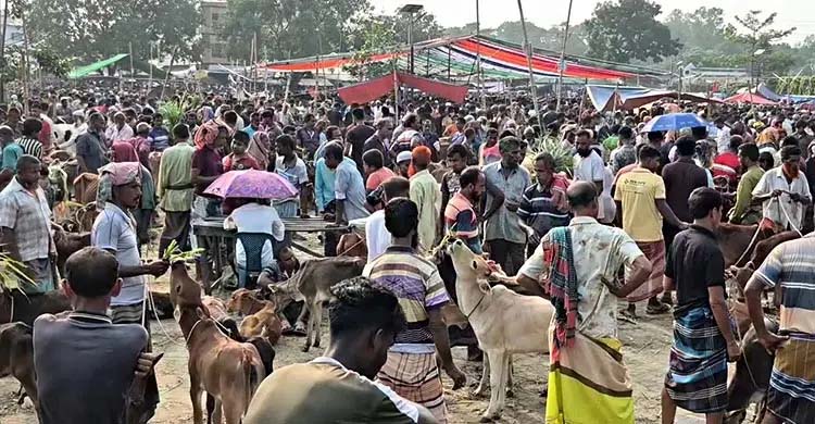 বগুড়ার মহাস্থানগড় হাটে হাজার হাজার গবাদিপশু , নেই ক্রেতা