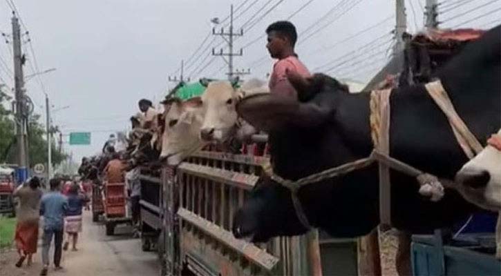 রাজশাহীর পশু যাচ্ছে ঢাকা- চট্টগ্রামের হাটে, পথে পথে দিতে হচ্ছে চাঁদা : অভিযোগ ট্রাকচালকদের