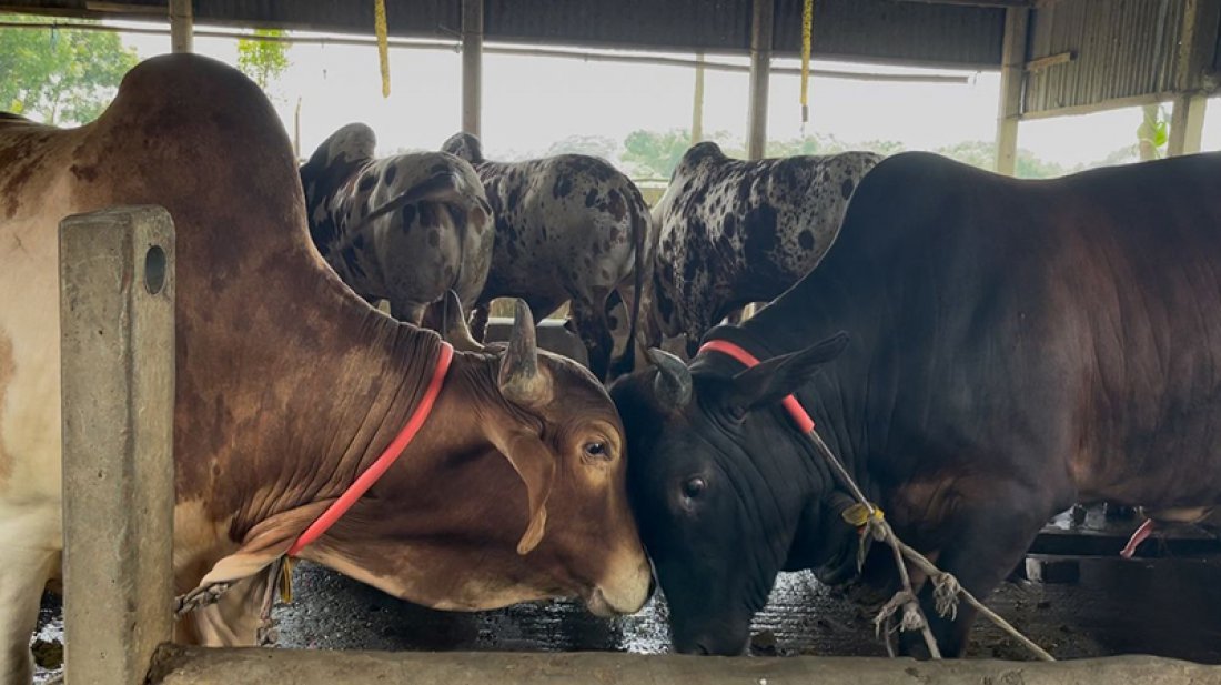 চট্টগ্রামে কোরবানিতে ৮ লাখ ১৮ হাজার ৬৮১টি পশুর চাহিদা থাকলেও কমেছে গরু-ছাগল