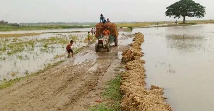 হঠাৎ বৃষ্টির বিড়ম্বনায় কিশোরগঞ্জের কৃষকরা