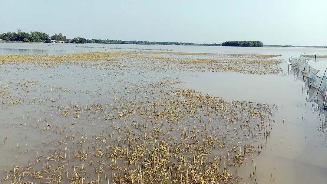 ‘ঋণ শোধ করমু না সংসার চালামু, চিন্তায় কৃষক