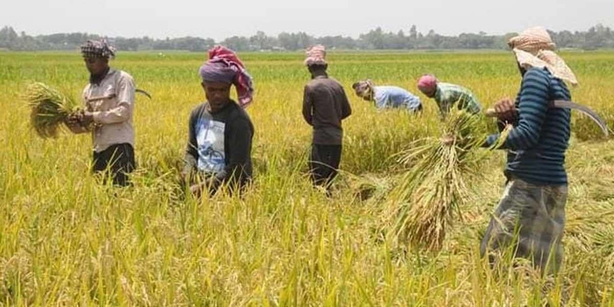 দিনাজপুরে ধান কাটার মৌসুমে তীব্র শ্রমিক সংকট