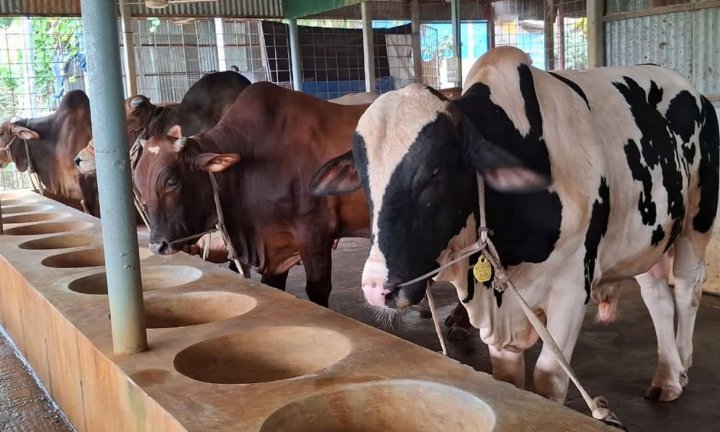দেশে কোরবানির পশু উৎপাদনে শীর্ষে রাজশাহী বিভাগ