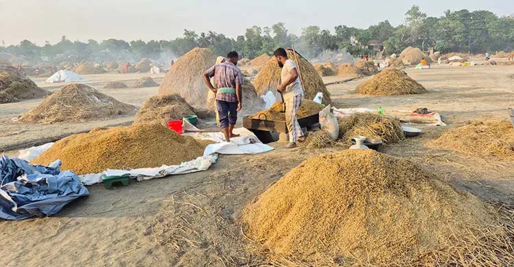 হাওরাঞ্চলে স্বস্তির রোদে ধান নিয়ে ব্যস্ত কৃষক