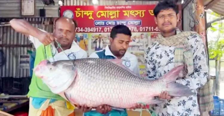 রাজবাড়ীর গোয়ালন্দে ২৫ কেজির কাতল সাড়ে ৫৭ হাজার টাকায় বিক্রি