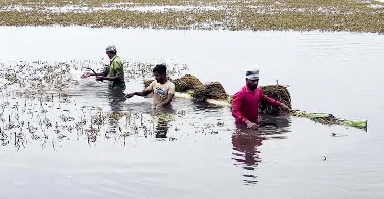 আকাশ মেঘলা, ধান ডুবে যাওয়ার শঙ্কা কিশোরগঞ্জের কৃষকদের