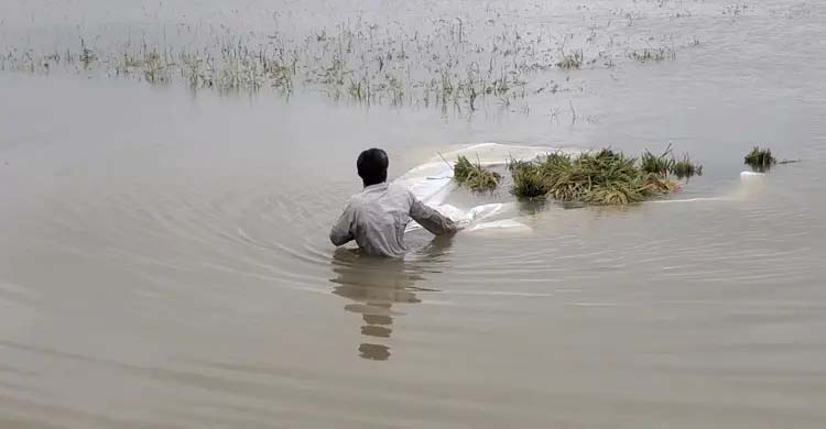 কিশোরগঞ্জের হাওরে ২৫৯ কোটি টাকার ফসলহানি, ক্ষতিগ্রস্ত অর্ধলাখ কৃষক