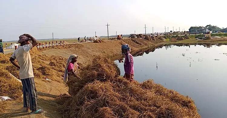 হাওরে গোখাদ্য সংকট, বিক্রি করছেন গবাদিপশু