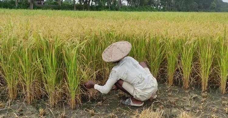 মাগুরায় বাম্পার ফলনেও নেই স্বস্তি