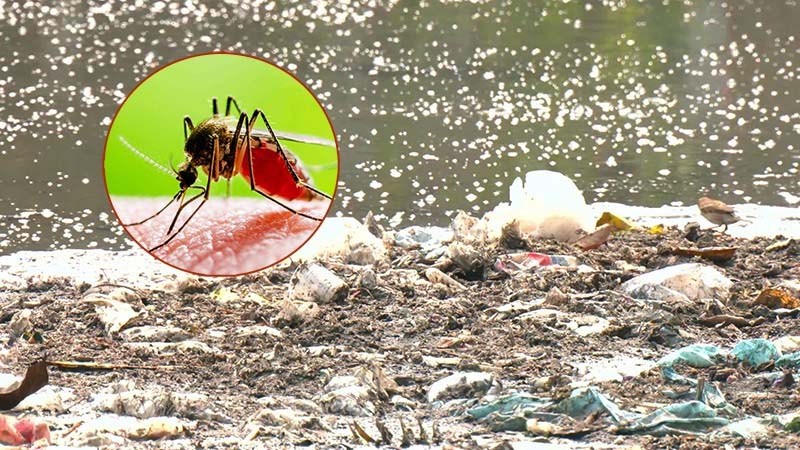 রাজধানীতে ফের বেড়েছে মশার উপদ্রব, ডেঙ্গুর ভয়