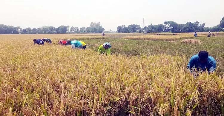 নেত্রকোনায় শ্রমিক সংকট, কৃষকের ধান কাটলেন শিক্ষক-শিক্ষার্থীরা