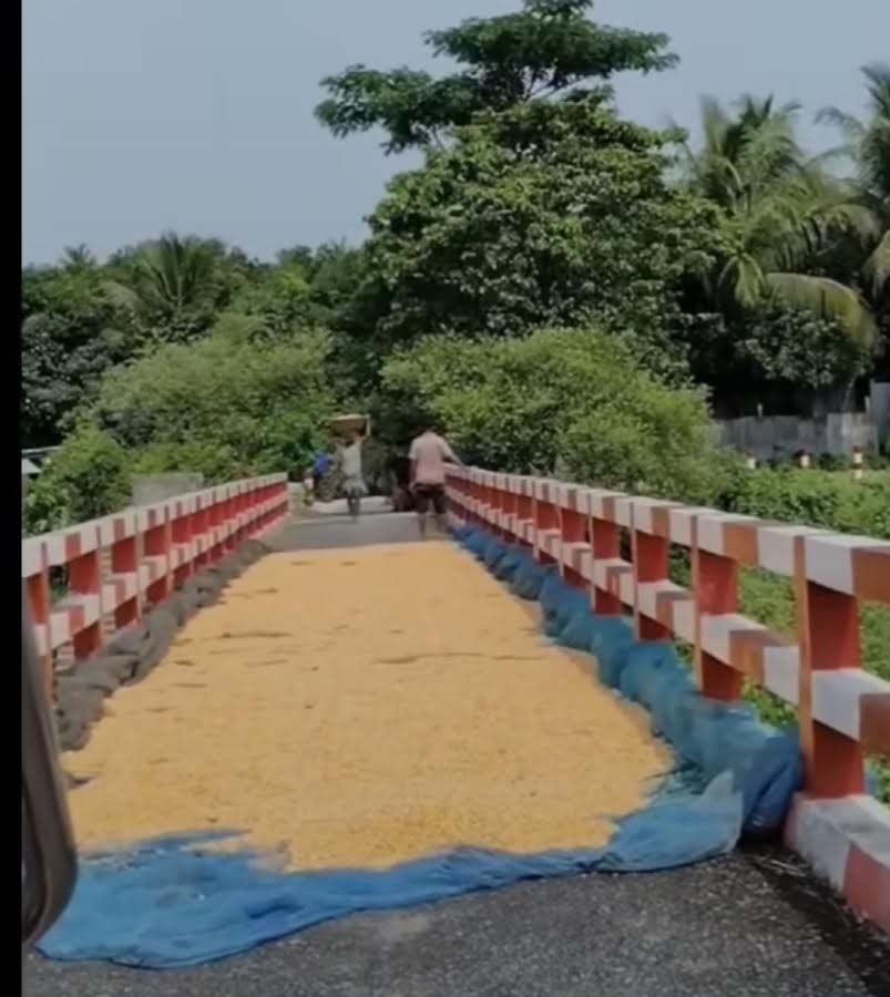 তিতাসে ব্রিজ দখল করে ভুট্টা শুকানোর অভিযোগ