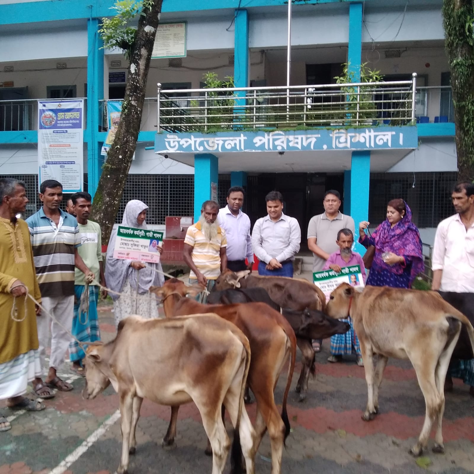 ত্রিশালে বিনামূল্যে ছয়টি বকনা বাছুর বিতরণ