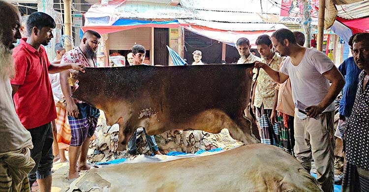 পলাশবাড়ীর কালীবাড়ীহাট চামড়ার বাজারে বিক্রেতা আছে, ক্রেতা নেই
