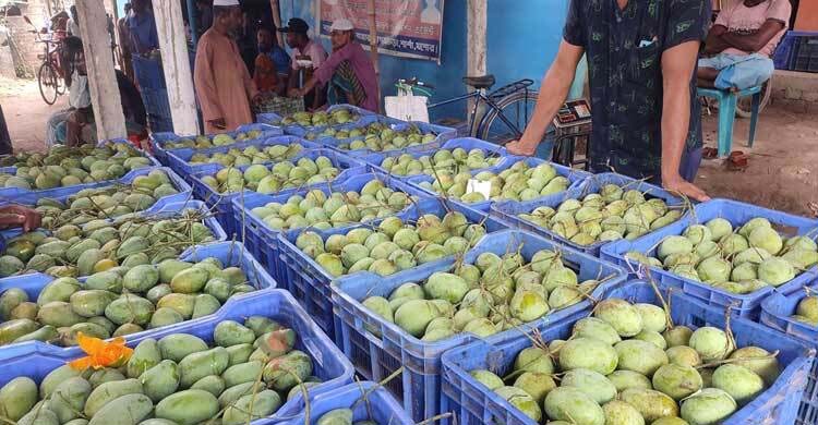 দেশি আমের বাজার বাড়লেও, রপ্তানি কম