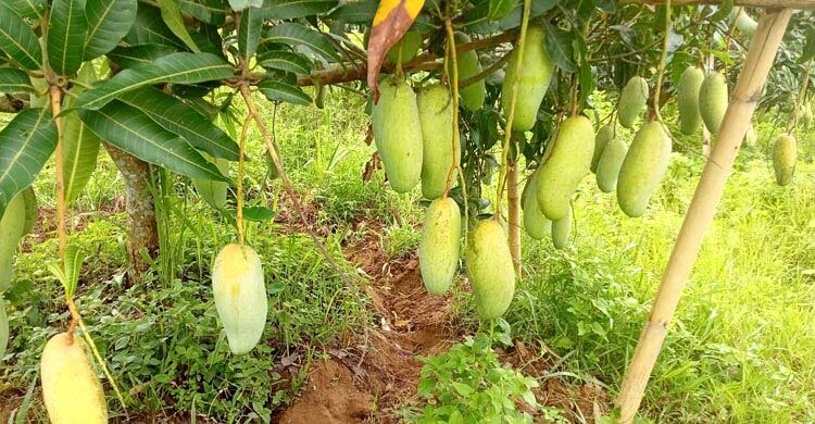 রাঙ্গামাটিতে পাহাড়ি আমের দাম কমায় ক্রেতা খুশি