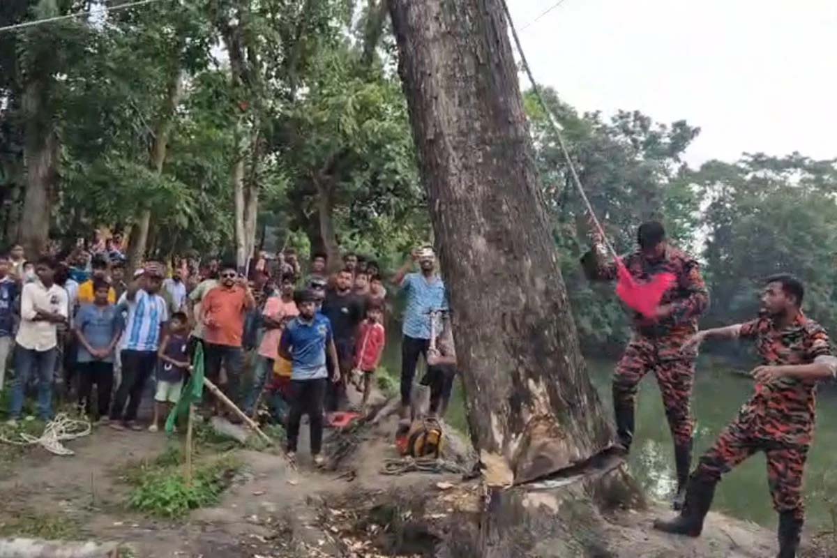 আখাউড়ায় অলৌকিক দাবি করা সেই গাছ কেটে ফেললো প্রশাসন