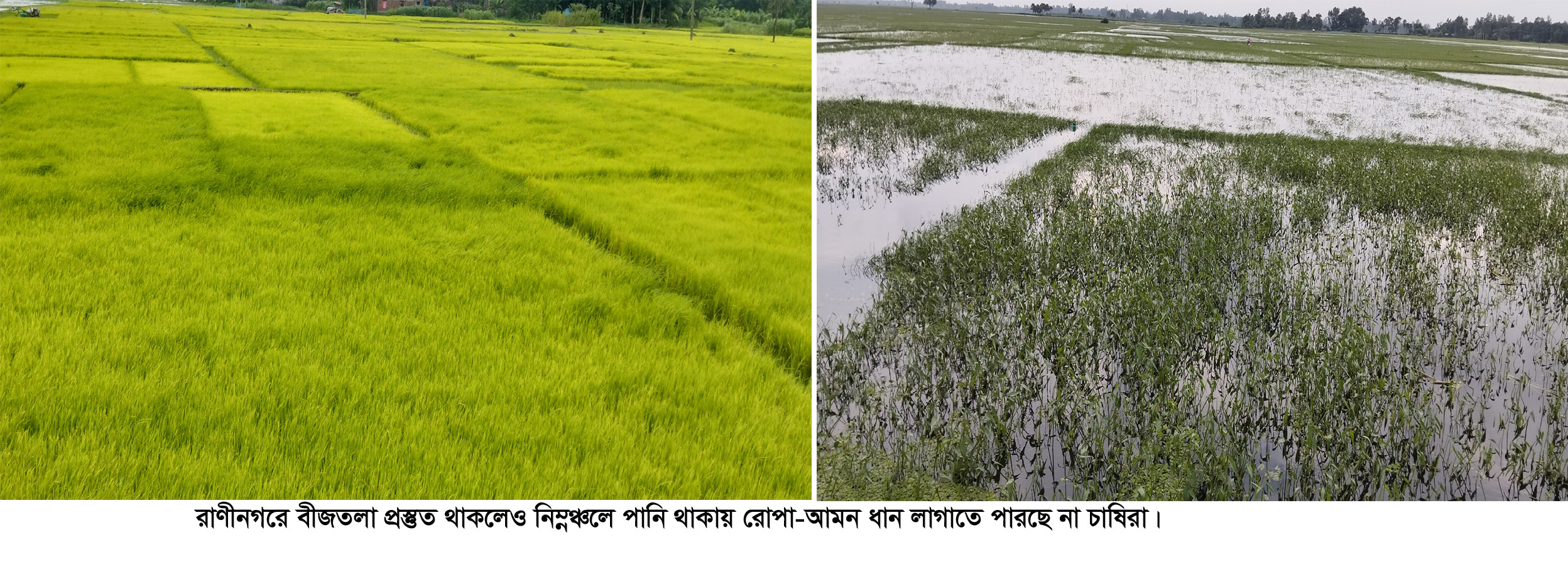 রাণীনগরে বীজতলা প্রস্তুত থাকলেও রোপা-আমন ধান লাগাতে পারছেন না চাষিরা