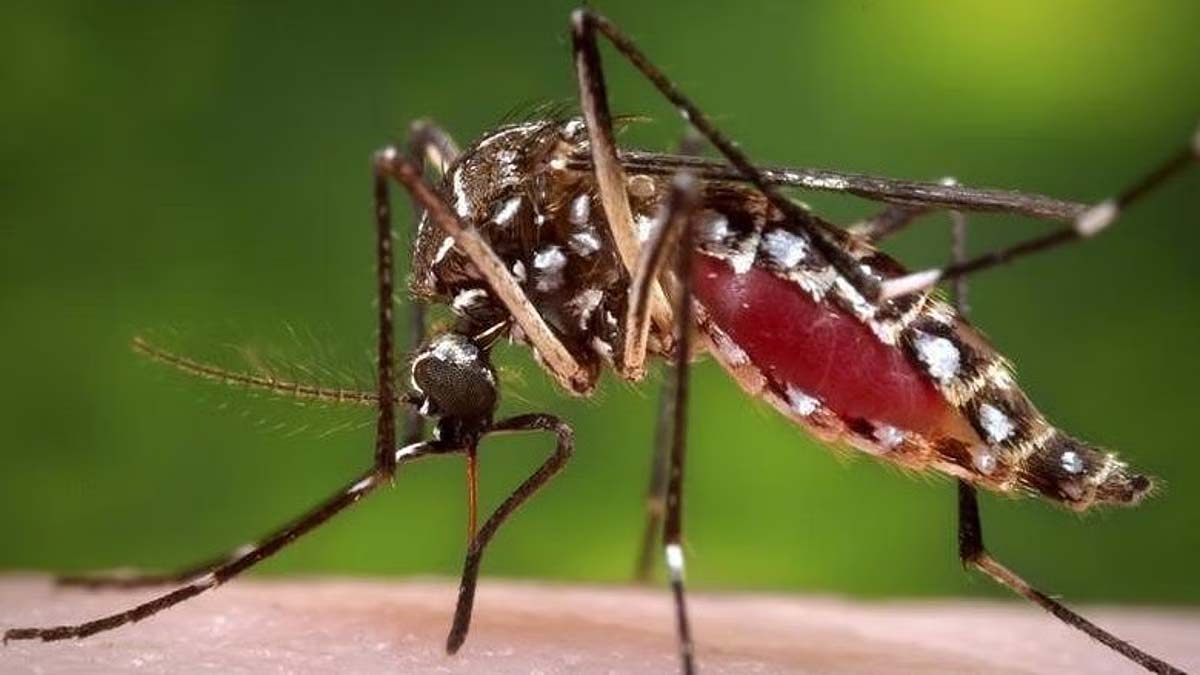 বৃষ্টি, পানি জমা আর এডিসের নতুন আবাস, গ্রামের ডেঙ্গু ছড়িয়ে পড়েছে