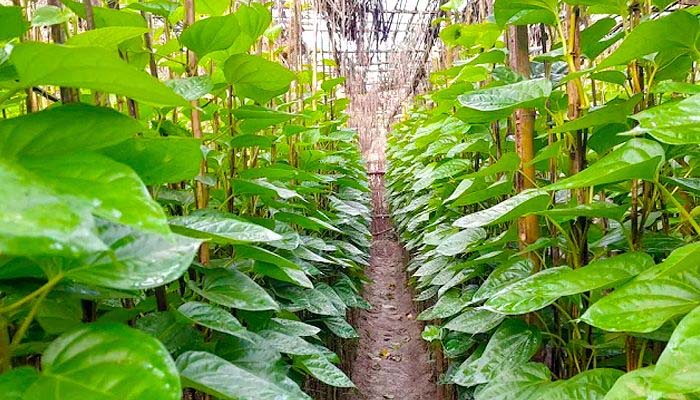 ব্যাহত পান রপ্তানি, বাজার যাচ্ছে প্রতিযোগীদের হাতে