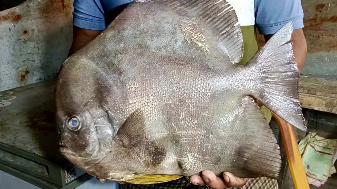 বিরল প্রজাতির মাছ ‘কিং চান্দা’ধরা পড়লো কুয়াকাটায়