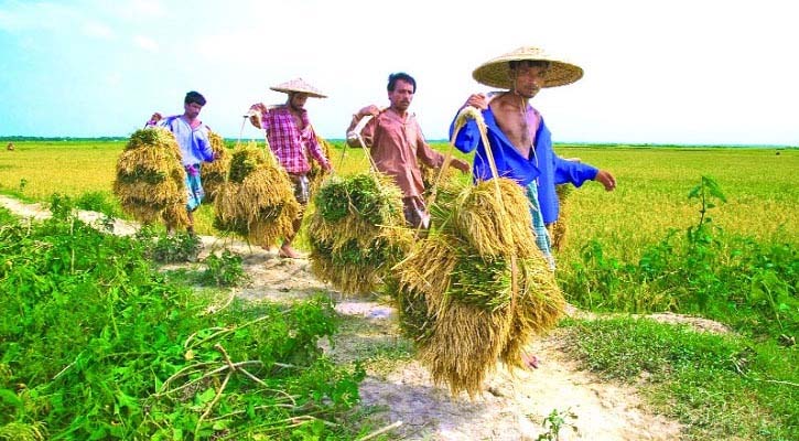 দেশের ১০ লাখ পরিবারের জরুরি কৃষি সহায়তা প্রয়োজন