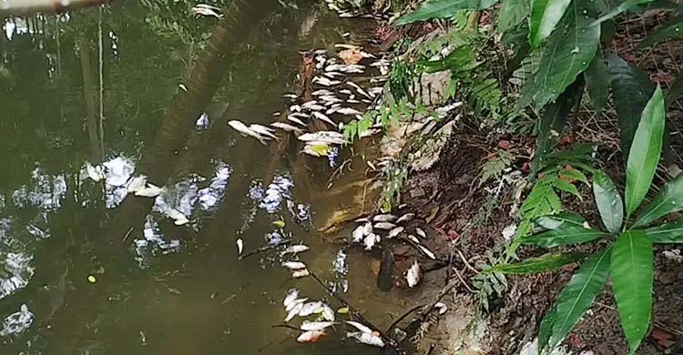 লক্ষ্মীপুরে বিষে ভেসে উঠলো মরা মাছ