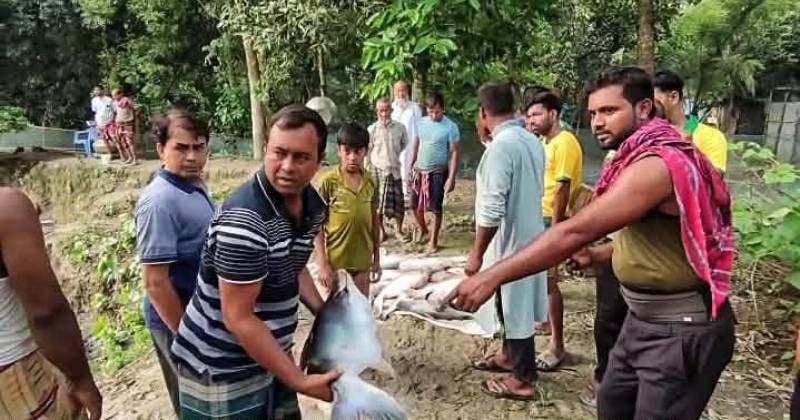 মেহেরপুরে পুকুরে বিষ প্রয়োগে মাছ নিধনের অভিযোগ