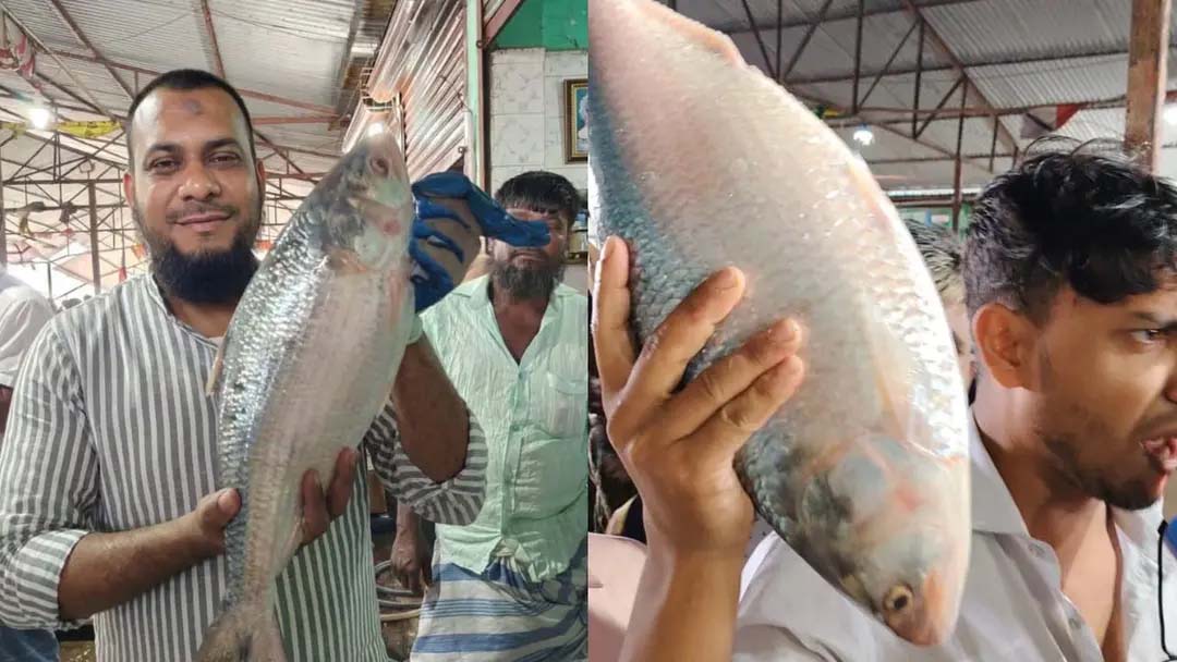 হাতিয়ায় একটি ‘ ইলিশ’ বিক্রি হলো ১০ হাজার ৯০০ টাকায়