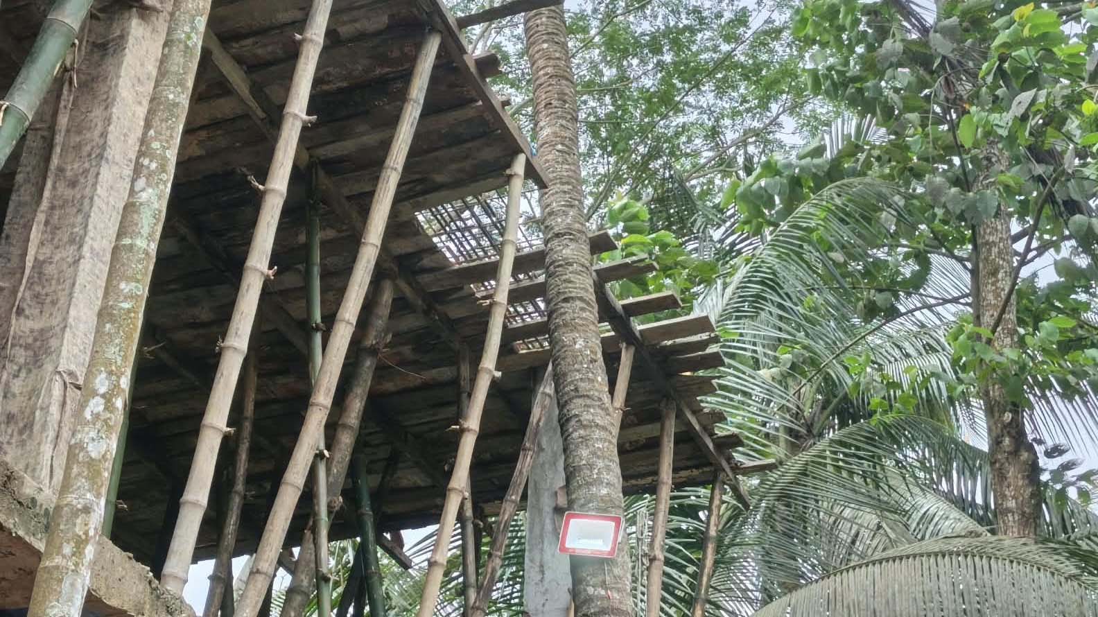সোনাইমুড়ীতে ঝুঁকিপূর্ণ নারিকেল গাছ রেখে প্রতিপক্ষের ভবন নির্মাণে বাধা দেওয়ার অভিযোগ