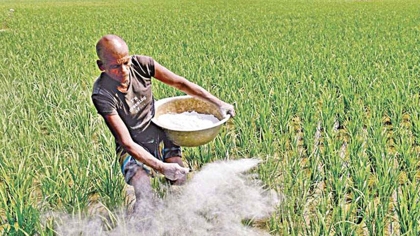 সরকারি গুদামে সার আছে, নতুন বরাদ্দও দেয়া হচ্ছে কিন্তু কৃষক পাচ্ছেন না কেন?