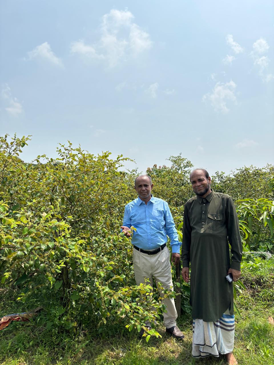 দশমিনায় কৃষি খামারে কূল চাষ. গাছে গাছে ফুলের সৌরভ